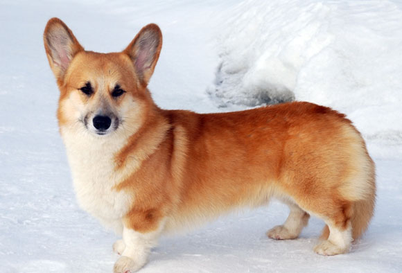 Ред